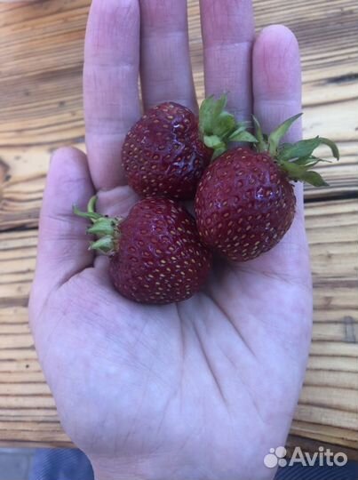 Клубника ремонтантная, саженцы