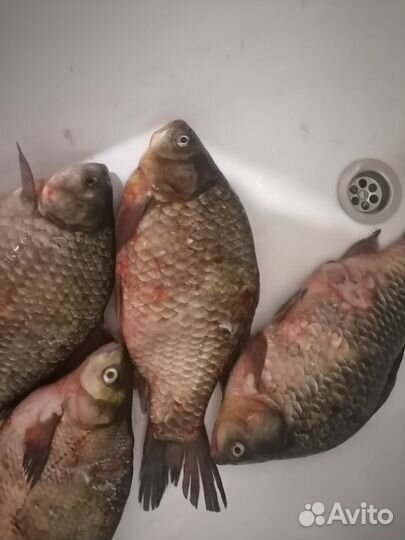 Лещ свежемороженный