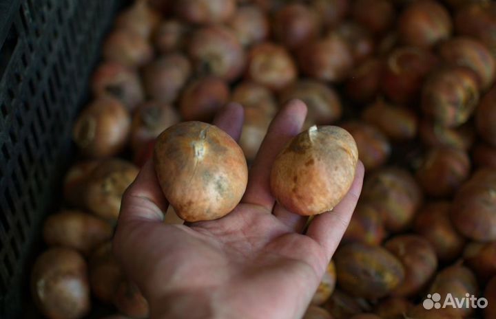 Луковицы тюльпанов