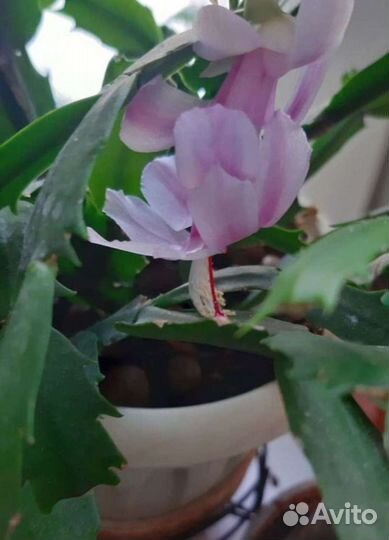 Декабрист или шлюмбергера Malissa (белый)