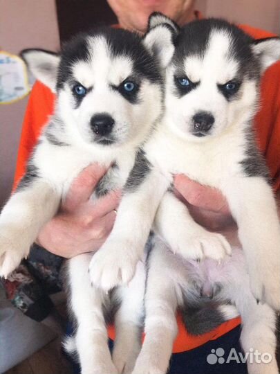 Сибирский хаски