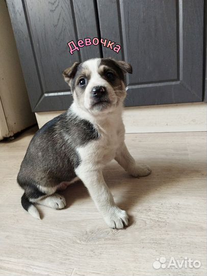 Собаки щенки немецкая овчарка бесплатно