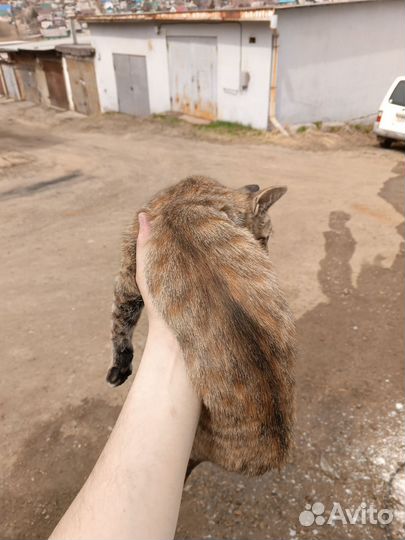 Кошка бесплатно
