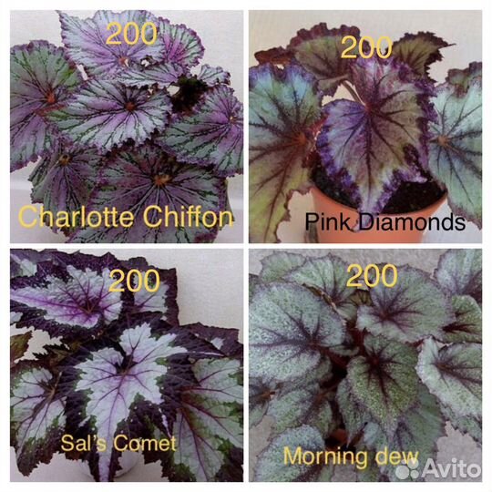 Бегония декоративно лиственная