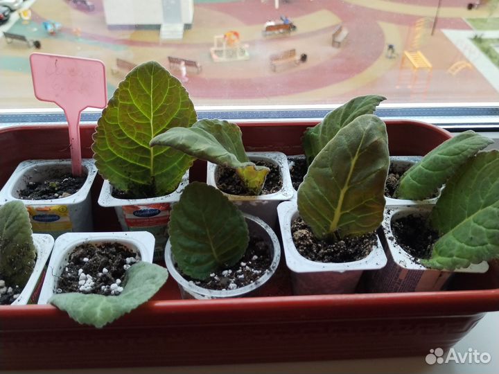 Вишнёвая метель