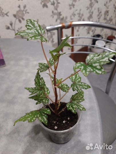 Бегония Дрега