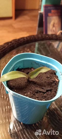 Рео цветок. Саженец. Бесплатно