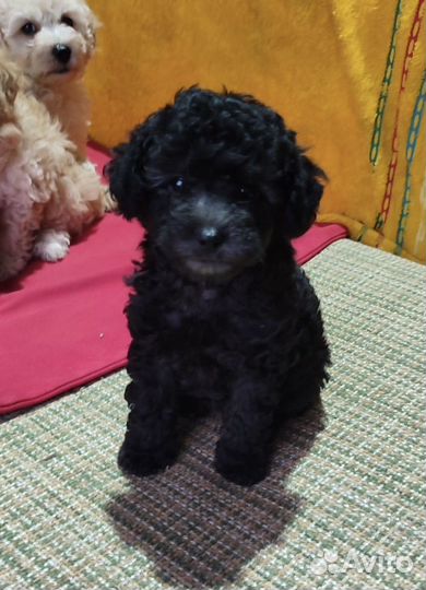 Той-пудель всех окрасов