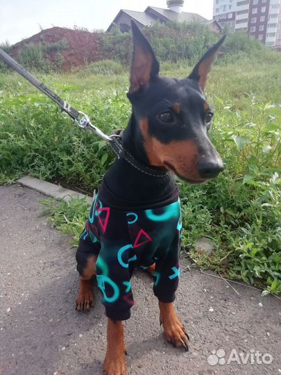 Пошив одежды для собак