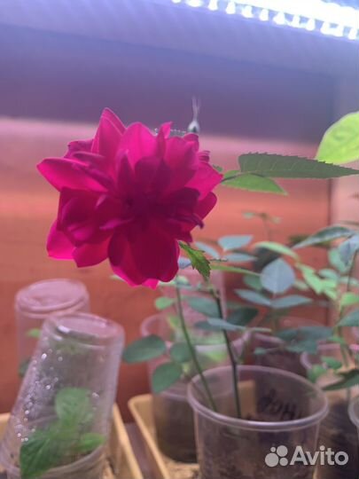 Роза бенгальская малинового цвета