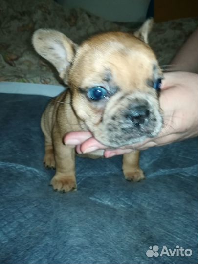 Французский бульдог щенки девочки