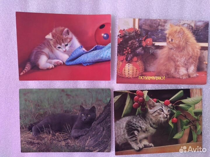 Открытки Кошки