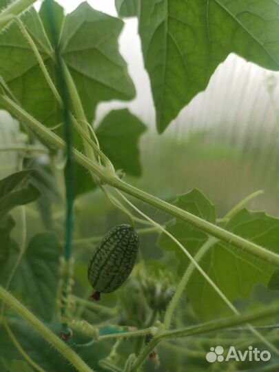 Мелотрия семена