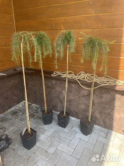 Пендула европейская на штамбе