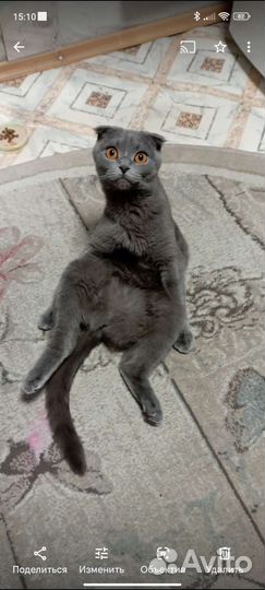 Шотландские вислоухие котята