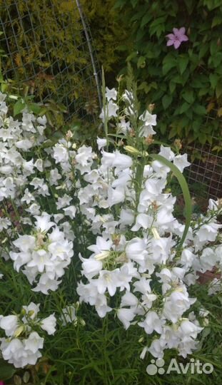 Колокольчики садовые