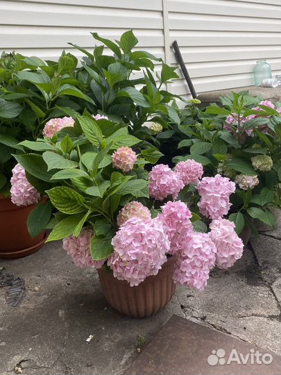 Гортензия розовая