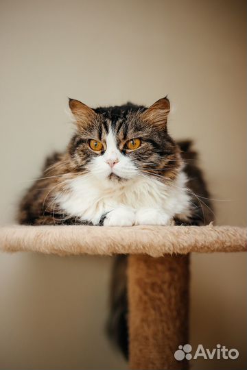 Отдается красивая кошечка Фета