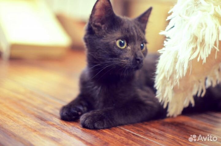 Котята в добрые руки бесплатно