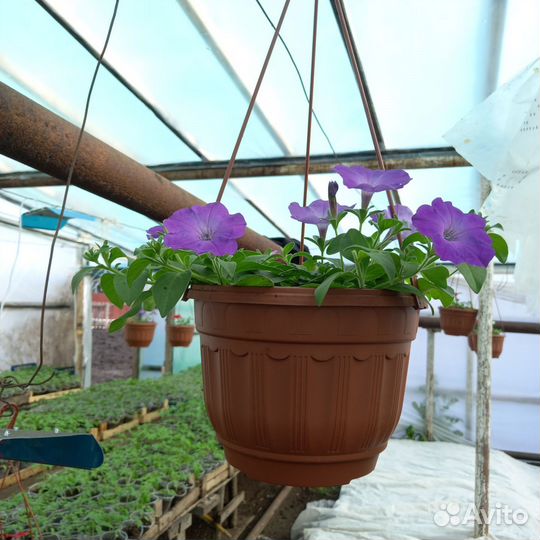 Рассада помидор