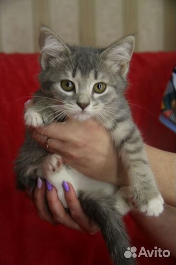 Котенок Мирон