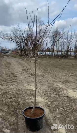 Липа крупнолистная