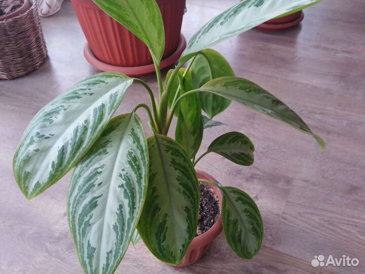Аглаонема Сильвер Бей