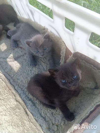 Котята и мама-кошка ищут дом