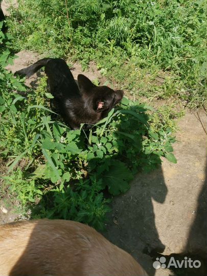 Щенки бесплатно