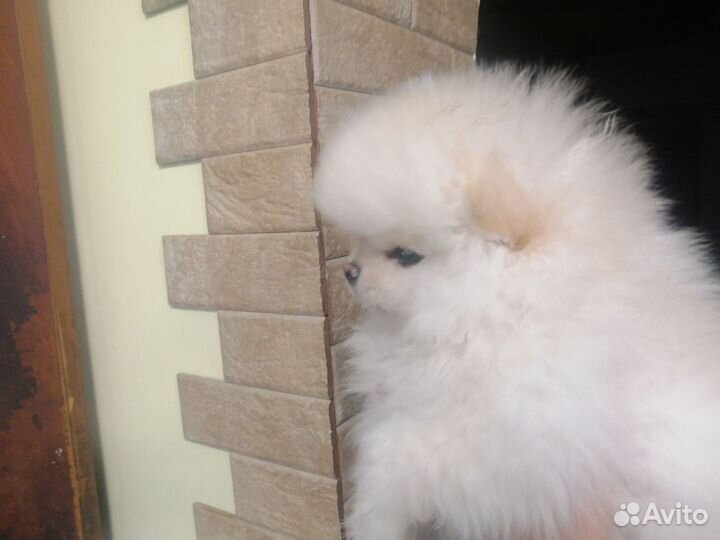 Померанский шпиц