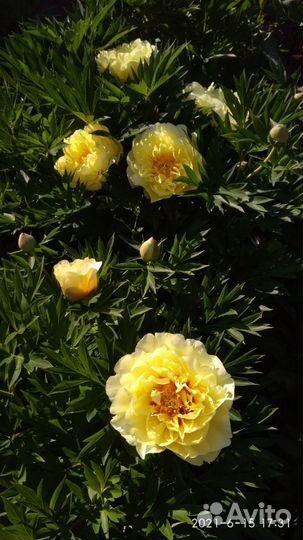 Желтые и другие пионы ито - гибриды