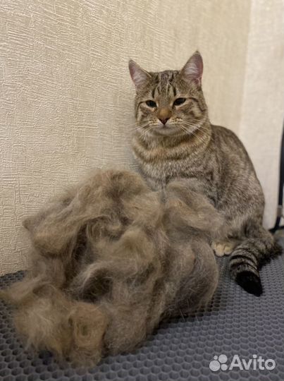 Стрижка собак и кошек, груминг