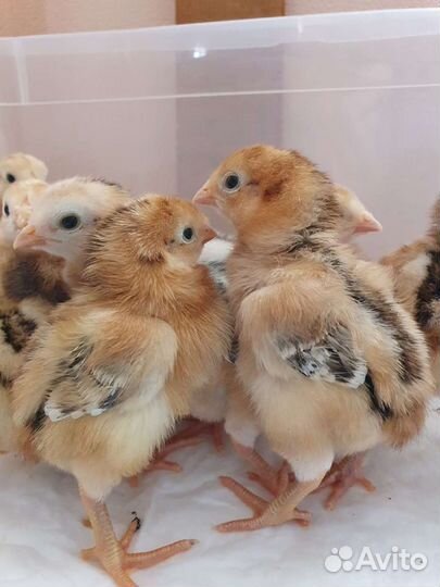 Инк яйцо кур Корниш