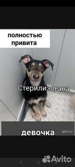 Щенки собачки