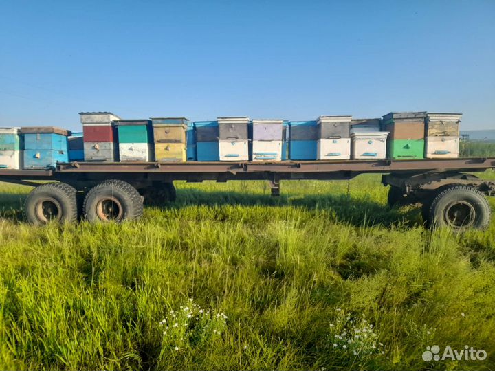 Продам мёд гречишный,своя пасика, цена за литр