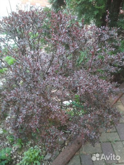 Садовые многолетники