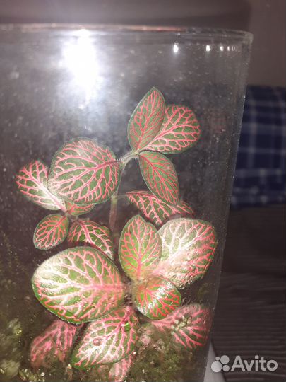 Флорариум с фиттонией