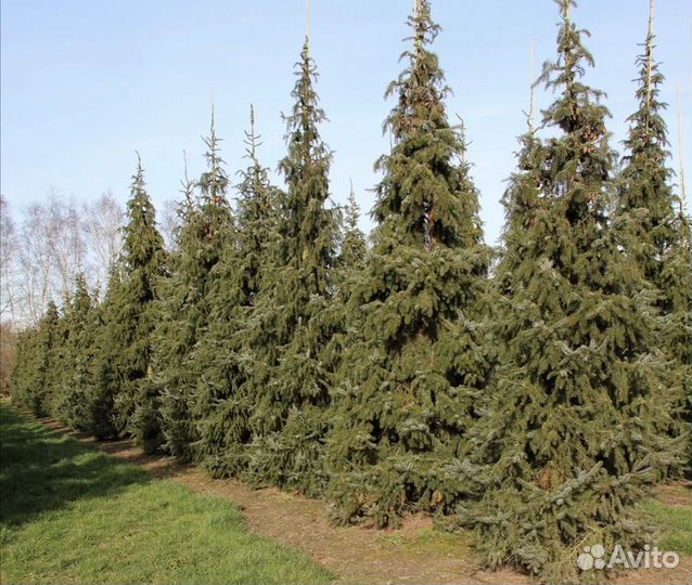 Ель сербская