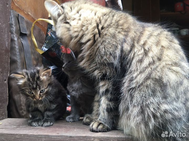 Кошка, котята
