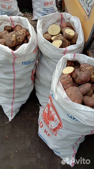 Картофель домашний