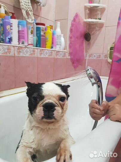 Мальчик для вязки бостон-терьер Шонику 6 лет