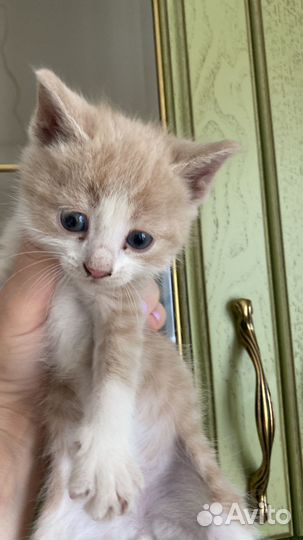 Отдам бесплатно