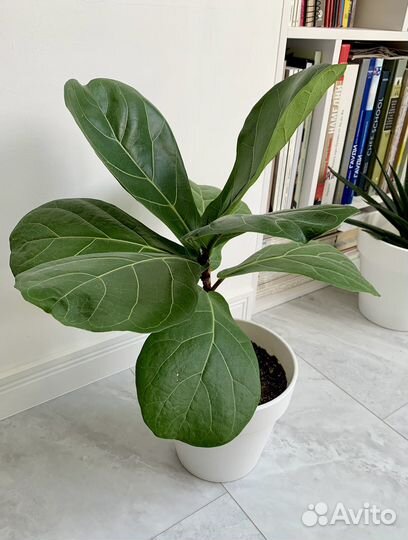 Фикус лирата большой