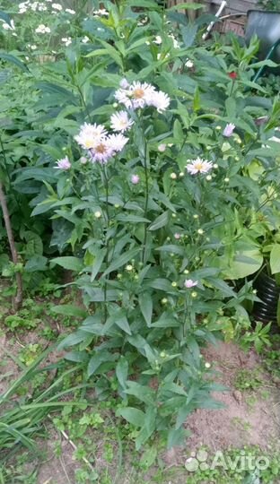 Астра летняя