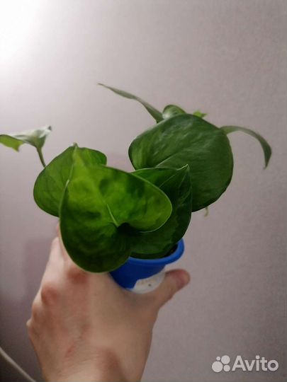 Эпипремнумы взрослые