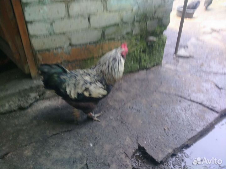 Домашние птицы