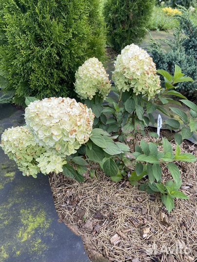 Гортензия серия Пан