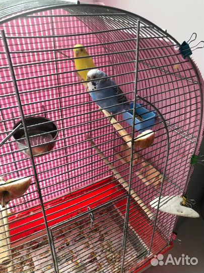 Волнистые попугайчики с клеткой
