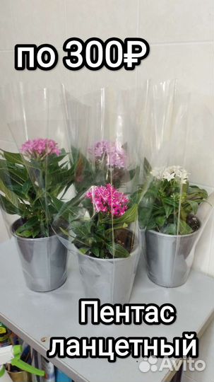 Пентас,вербейник