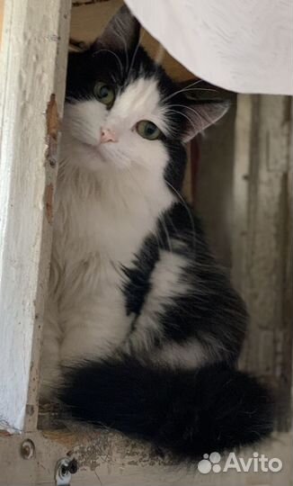 Кошка в дар